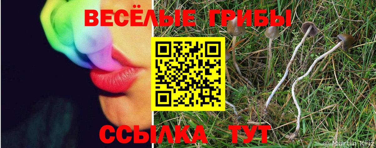 Юрга  Псилоцибиновые грибы GOLDEN TEACHER  Псилоцибиновые грибы MAGIC MUSHROOMS  Вход с VPN 